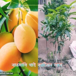 WhatsApp Image 2025-07-29 at 6.38.00 PM (2)